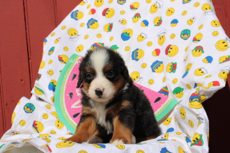 puppy, for, sale, Mini Bernedoodle F2, Matthew B. Stoltzfus, dog, breeder, Gap, PA, dog-breeder, puppy-for-sale, forsale, nearby, find, puppyfind, locator, puppylocator, aca